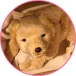 犬