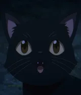 黑猫
