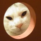 もち