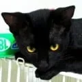 青辺マヒト